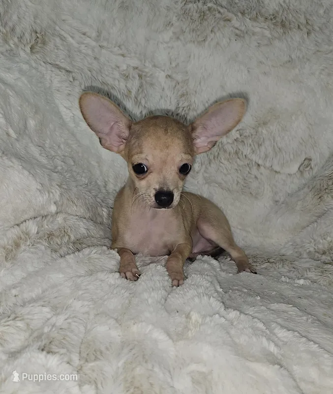 Cosmo – Chihuahua puppy for sale in Fargo, ND