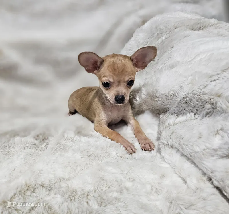 Cosmo – Chihuahua puppy for sale in Fargo, ND