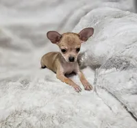 Cosmo, a male Chihuahua for sale in Fargo, ND – Photo 1 of 6