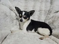 Enzo, a male Chihuahua for sale in Fargo, ND – 4 of 4