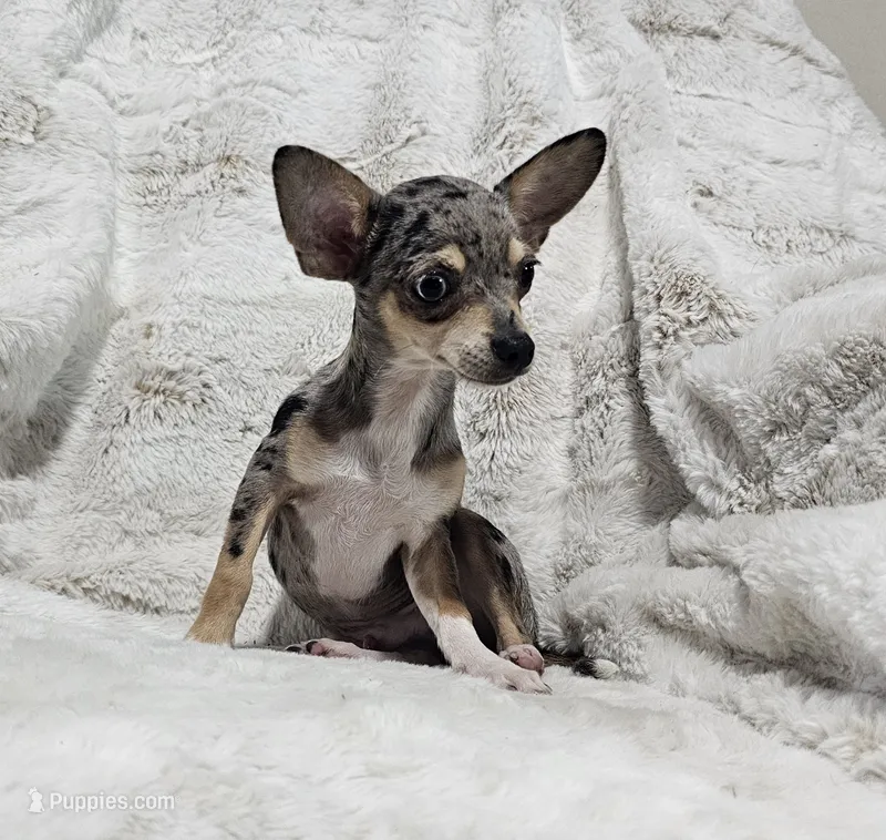Enzo – Chihuahua puppy for sale in Fargo, ND