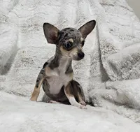 Enzo, a male Chihuahua for sale in Fargo, ND – 2 of 4