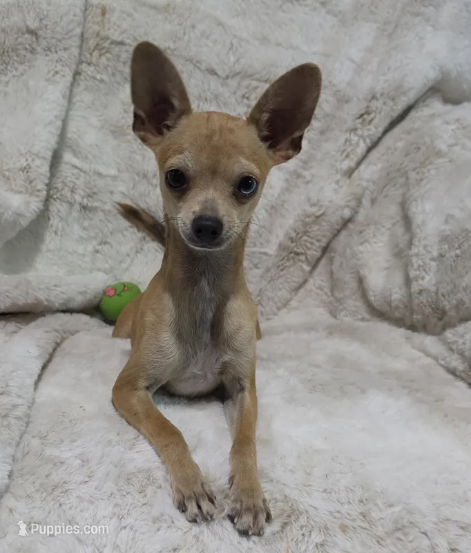 Cosmo – Chihuahua puppy for sale in Fargo, ND