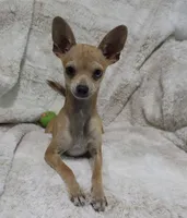 Cosmo, a male Chihuahua for sale in Fargo, ND – 2 of 10