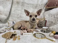 Cruz, a male Chihuahua for sale in Fargo, ND – 2 of 5