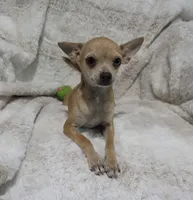 Cosmo, a male Chihuahua for sale in Fargo, ND – 3 of 10
