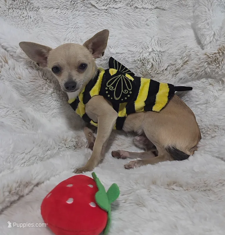 Cruz – Chihuahua puppy for sale in Fargo, ND