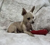 Cruz, a male Chihuahua for sale in Fargo, ND – 3 of 5