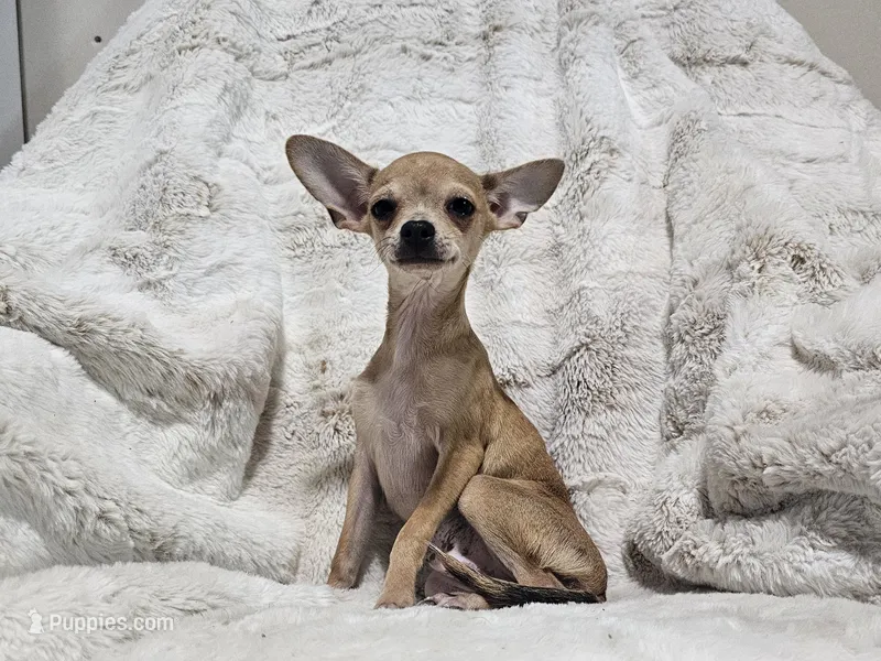 Cosmo – Chihuahua puppy for sale in Fargo, ND