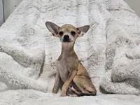 Cosmo, a male Chihuahua for sale in Fargo, ND – 1 of 7
