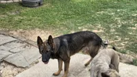 Princess , a female German Shepherd Dog and Alaskan Husky for sale in Brenham, TX – 6 of 6