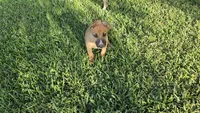 ROCKY, a male German Shepherd Dog and Alaskan Husky for sale in Brenham, TX – 8 of 9