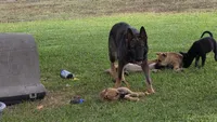 ROCKY, a male German Shepherd Dog and Alaskan Husky for sale in Brenham, TX – 2 of 9