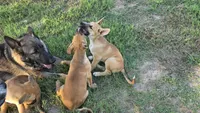 Max, a male German Shepherd Dog and Alaskan Husky for sale in Brenham, TX – 7 of 7