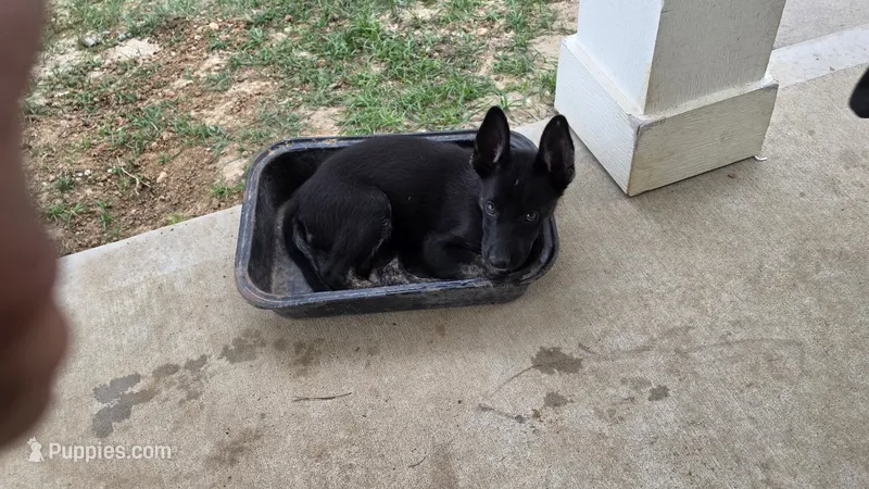 Princess  – German Shepherd Dog, Alaskan Husky puppy for sale in Brenham, TX