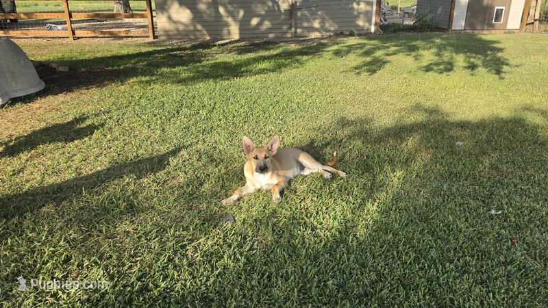 ROCKY – German Shepherd Dog, Alaskan Husky puppy for sale in Brenham, TX
