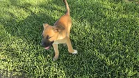 ROCKY, a male German Shepherd Dog and Alaskan Husky for sale in Brenham, TX – 5 of 9