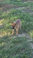 ROCKY, a male German Shepherd Dog and Alaskan Husky for sale in Brenham, TX – 9 of 9