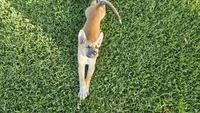 Max, a male German Shepherd Dog and Alaskan Husky for sale in Brenham, TX – 6 of 7