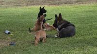 Max, a male German Shepherd Dog and Alaskan Husky for sale in Brenham, TX – 4 of 7