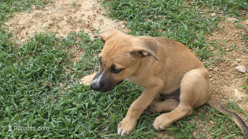 ROCKY – German Shepherd Dog, Alaskan Husky puppy for sale in Brenham, TX