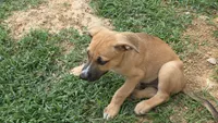 ROCKY, a male German Shepherd Dog and Alaskan Husky for sale in Brenham, TX – 1 of 1