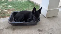 Princess , a female German Shepherd Dog and Alaskan Husky for sale in Brenham, TX – 2 of 6