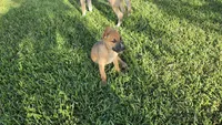 ROCKY, a male German Shepherd Dog and Alaskan Husky for sale in Brenham, TX – 6 of 9