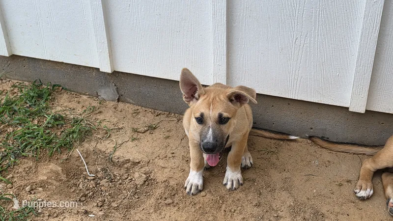Max – German Shepherd Dog, Alaskan Husky puppy for sale in Brenham, TX