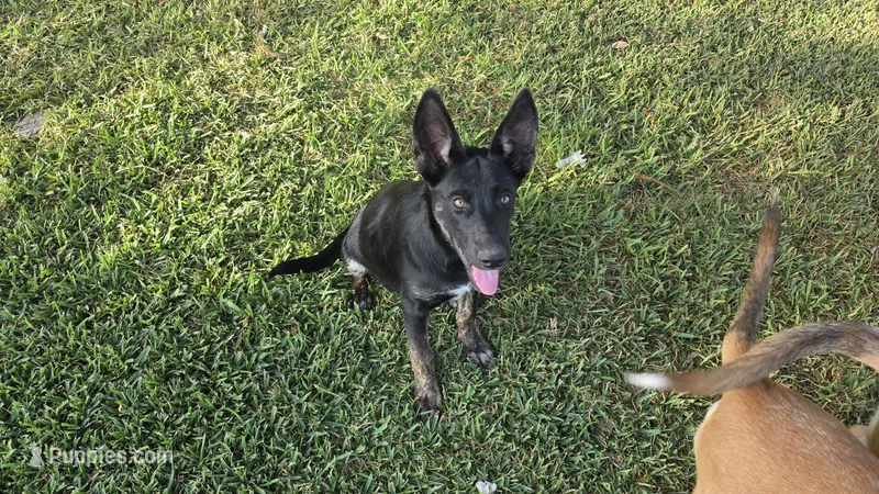 Princess  – German Shepherd Dog, Alaskan Husky puppy for sale in Brenham, TX