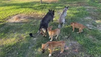 ROCKY, a male German Shepherd Dog and Alaskan Husky for sale in Brenham, TX – 7 of 9