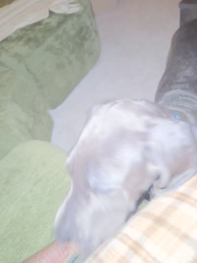 Kenba, a male Great Dane for sale in Indianapolis, IN – 3 of 3