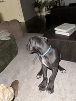 Kenba, a male Great Dane for sale in Indianapolis, IN – 2 of 3