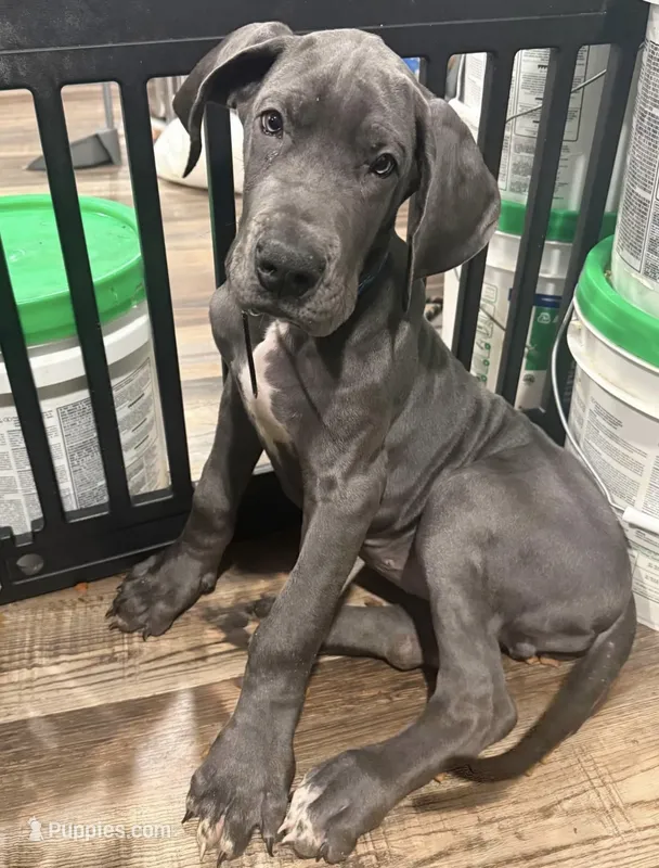 Kenba – Great Dane puppy for sale in Indianapolis, IN