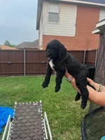 Faith, a male Goldendoodle for sale in Allen, TX – 5 of 9