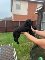 Sable, a female Goldendoodle for sale in Allen, TX – 4 of 10