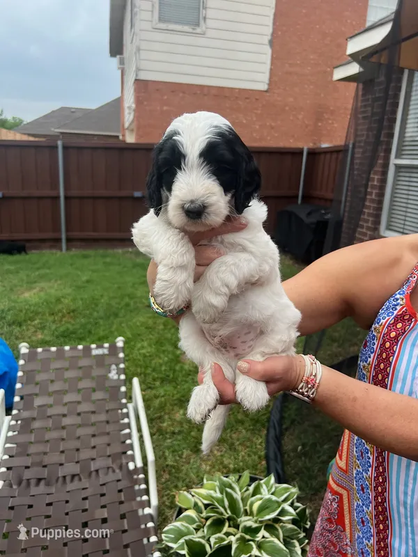 Original Panda – Goldendoodle puppy for sale in Allen, TX