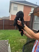 Yellow Collar, a female Goldendoodle for sale in Allen, TX – 4 of 9