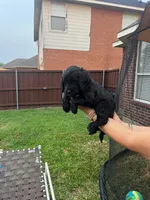 Orange Collar, a female Goldendoodle for sale in Allen, TX – 7 of 10