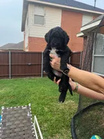 Faith, a male Goldendoodle for sale in Allen, TX – 6 of 9