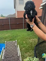 Yellow Collar, a female Goldendoodle for sale in Allen, TX – 3 of 9