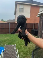 Yellow Collar, a female Goldendoodle for sale in Allen, TX – 2 of 9