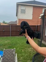 Yellow Collar, a female Goldendoodle for sale in Allen, TX – 8 of 9