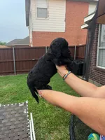 Sable, a female Goldendoodle for sale in Allen, TX – 10 of 10