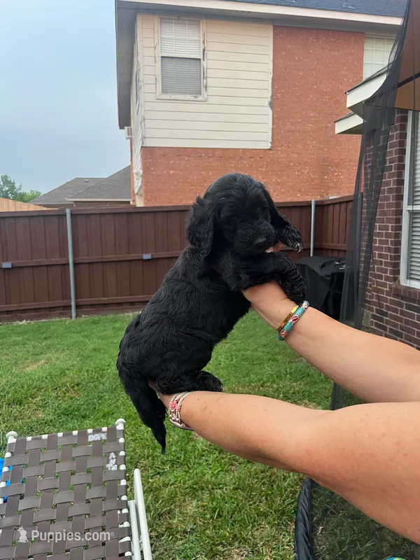 Sable – Goldendoodle puppy for sale in Allen, TX