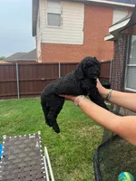 Faith, a male Goldendoodle for sale in Allen, TX – 2 of 9