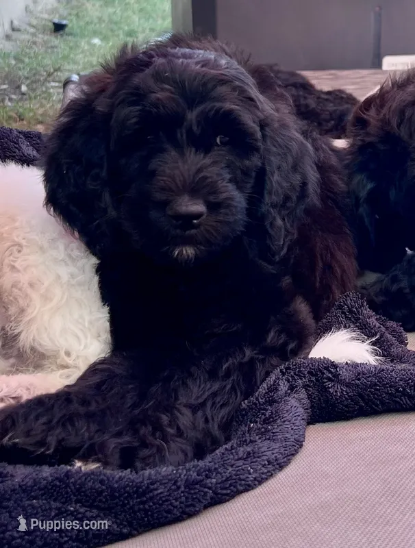 Sable - Ready for Pickup Weekend of June 19th – Goldendoodle puppy for sale in Allen, TX