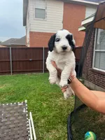 Goliath, a male Goldendoodle for sale in Allen, TX – 1 of 8
