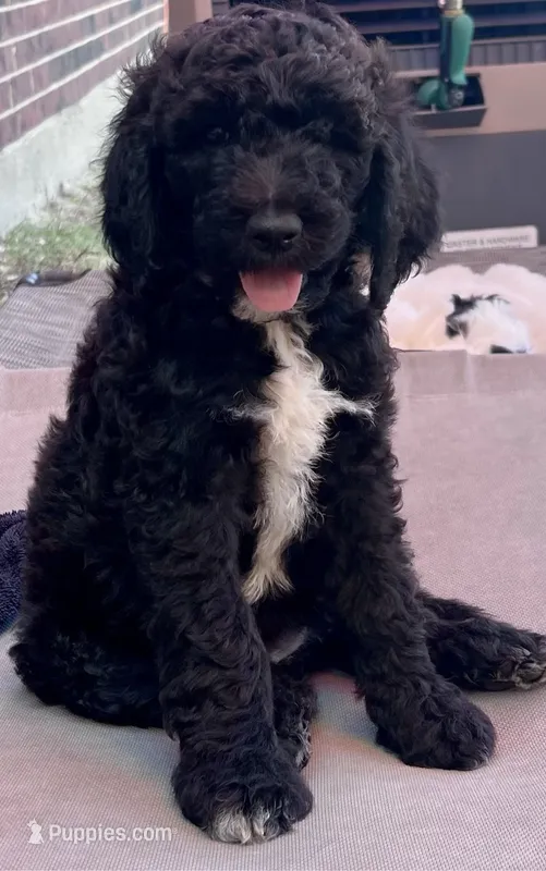 Faith - Ready for Pickup Weekend of June 19th – Goldendoodle puppy for sale in Allen, TX