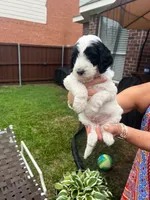 Original Panda, a male Goldendoodle for sale in Allen, TX – 5 of 5